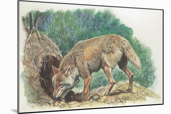 Close-Up of a Coyote Standing Near its Den (Canis Latrans)-null-Mounted Giclee Print