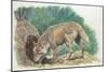 Close-Up of a Coyote Standing Near its Den (Canis Latrans)-null-Mounted Giclee Print