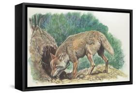 Close-Up of a Coyote Standing Near its Den (Canis Latrans)-null-Framed Stretched Canvas