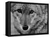 Close Up of a Coyote-Stan Wayman-Framed Stretched Canvas