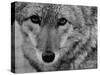 Close Up of a Coyote-Stan Wayman-Stretched Canvas