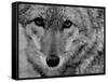 Close Up of a Coyote-Stan Wayman-Framed Stretched Canvas