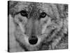 Close Up of a Coyote-Stan Wayman-Stretched Canvas