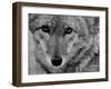 Close Up of a Coyote-Stan Wayman-Framed Photographic Print