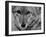 Close Up of a Coyote-Stan Wayman-Framed Photographic Print