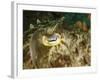 Close-Up of a Cuttlefish Eye, Manado, Indonesia-Stocktrek Images-Framed Photographic Print