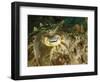 Close-Up of a Cuttlefish Eye, Manado, Indonesia-Stocktrek Images-Framed Photographic Print