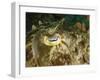 Close-Up of a Cuttlefish Eye, Manado, Indonesia-Stocktrek Images-Framed Photographic Print