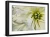 Close up of a Dahlia-Tom Quartermaine-Framed Giclee Print