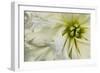 Close up of a Dahlia-Tom Quartermaine-Framed Giclee Print