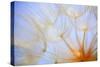 Close-Up of a Dandelion-Craig Tuttle-Stretched Canvas