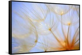 Close-Up of a Dandelion-Craig Tuttle-Framed Stretched Canvas