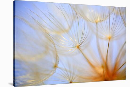 Close-Up of a Dandelion-Craig Tuttle-Stretched Canvas