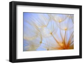 Close-Up of a Dandelion-Craig Tuttle-Framed Premium Photographic Print