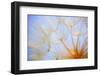 Close-Up of a Dandelion-Craig Tuttle-Framed Premium Photographic Print