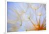 Close-Up of a Dandelion-Craig Tuttle-Framed Photographic Print