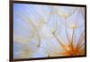 Close-Up of a Dandelion-Craig Tuttle-Framed Photographic Print