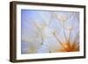 Close-Up of a Dandelion-Craig Tuttle-Framed Photographic Print