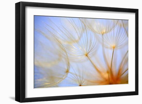 Close-Up of a Dandelion-Craig Tuttle-Framed Photographic Print