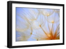 Close-Up of a Dandelion-Craig Tuttle-Framed Photographic Print