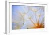 Close-Up of a Dandelion-Craig Tuttle-Framed Photographic Print