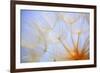 Close-Up of a Dandelion-Craig Tuttle-Framed Photographic Print