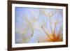 Close-Up of a Dandelion-Craig Tuttle-Framed Photographic Print