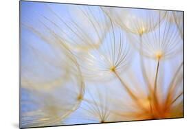 Close-Up of a Dandelion-Craig Tuttle-Mounted Photographic Print