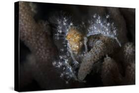 Close-Up of a Decorator Crab Covered in Living Polyps-Stocktrek Images-Stretched Canvas