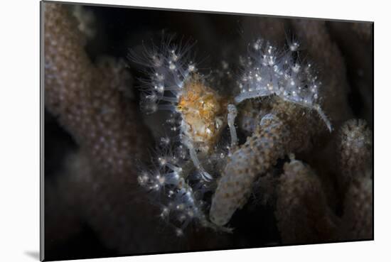 Close-Up of a Decorator Crab Covered in Living Polyps-Stocktrek Images-Mounted Photographic Print