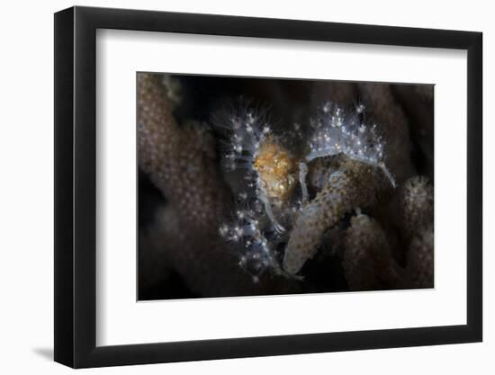 Close-Up of a Decorator Crab Covered in Living Polyps-Stocktrek Images-Framed Photographic Print