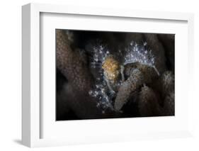 Close-Up of a Decorator Crab Covered in Living Polyps-Stocktrek Images-Framed Photographic Print