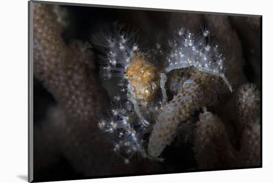 Close-Up of a Decorator Crab Covered in Living Polyps-Stocktrek Images-Mounted Photographic Print