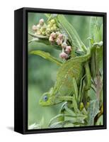 Close-Up of a Dwarf Chameleon, Ngorongoro Crater, Ngorongoro, Tanzania-null-Framed Stretched Canvas