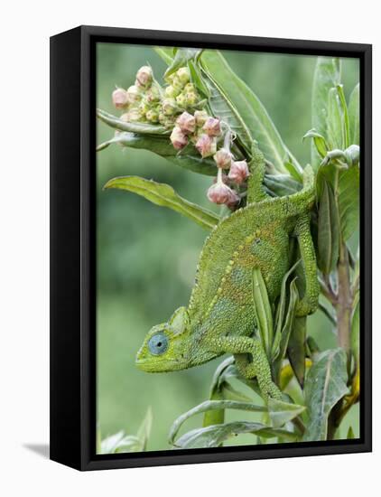 Close-Up of a Dwarf Chameleon, Ngorongoro Crater, Ngorongoro, Tanzania-null-Framed Stretched Canvas