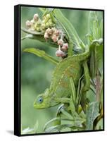 Close-Up of a Dwarf Chameleon, Ngorongoro Crater, Ngorongoro, Tanzania-null-Framed Stretched Canvas