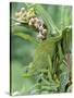 Close-Up of a Dwarf Chameleon, Ngorongoro Crater, Ngorongoro, Tanzania-null-Stretched Canvas