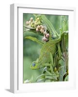 Close-Up of a Dwarf Chameleon, Ngorongoro Crater, Ngorongoro, Tanzania-null-Framed Photographic Print