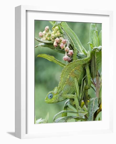 Close-Up of a Dwarf Chameleon, Ngorongoro Crater, Ngorongoro, Tanzania-null-Framed Photographic Print