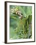 Close-Up of a Dwarf Chameleon, Ngorongoro Crater, Ngorongoro, Tanzania-null-Framed Photographic Print