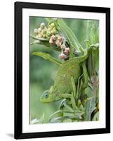 Close-Up of a Dwarf Chameleon, Ngorongoro Crater, Ngorongoro, Tanzania-null-Framed Photographic Print