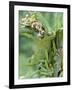 Close-Up of a Dwarf Chameleon, Ngorongoro Crater, Ngorongoro, Tanzania-null-Framed Photographic Print