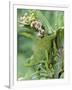 Close-Up of a Dwarf Chameleon, Ngorongoro Crater, Ngorongoro, Tanzania-null-Framed Photographic Print