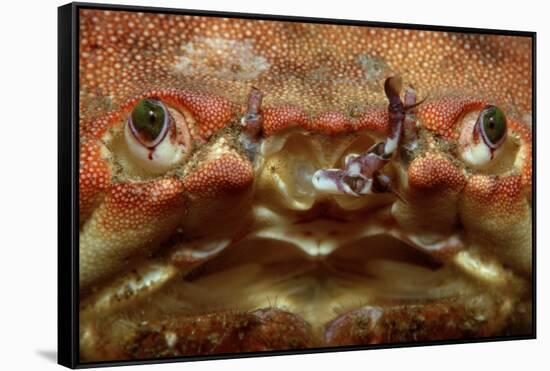 Close-Up of a European Crab Face Showing its Eyes (Cancer Pagurus), Atlantic Ocean.-Reinhard Dirscherl-Framed Stretched Canvas