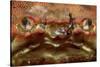 Close-Up of a European Crab Face Showing its Eyes (Cancer Pagurus), Atlantic Ocean.-Reinhard Dirscherl-Stretched Canvas