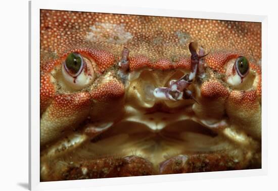 Close-Up of a European Crab Face Showing its Eyes (Cancer Pagurus), Atlantic Ocean.-Reinhard Dirscherl-Framed Photographic Print