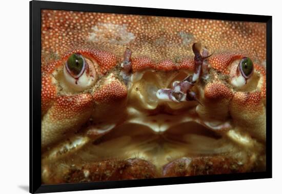 Close-Up of a European Crab Face Showing its Eyes (Cancer Pagurus), Atlantic Ocean.-Reinhard Dirscherl-Framed Photographic Print