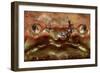 Close-Up of a European Crab Face Showing its Eyes (Cancer Pagurus), Atlantic Ocean.-Reinhard Dirscherl-Framed Photographic Print