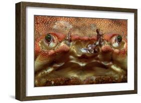 Close-Up of a European Crab Face Showing its Eyes (Cancer Pagurus), Atlantic Ocean.-Reinhard Dirscherl-Framed Photographic Print