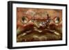 Close-Up of a European Crab Face Showing its Eyes (Cancer Pagurus), Atlantic Ocean.-Reinhard Dirscherl-Framed Photographic Print